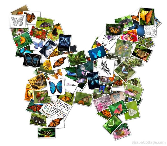 photo collection